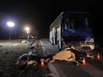 Střet zájezdového autobusu se stádem krav u Krasejovky, 3.3.2012 14